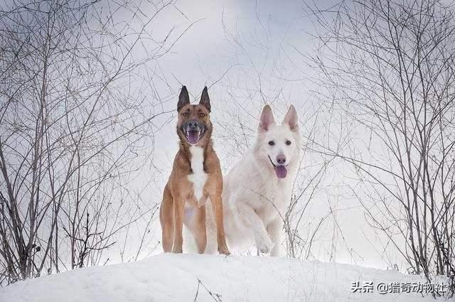 中大型犬类即将面临灭绝:狗放弃了狼的身份来到人类身边，算是成功的吗？