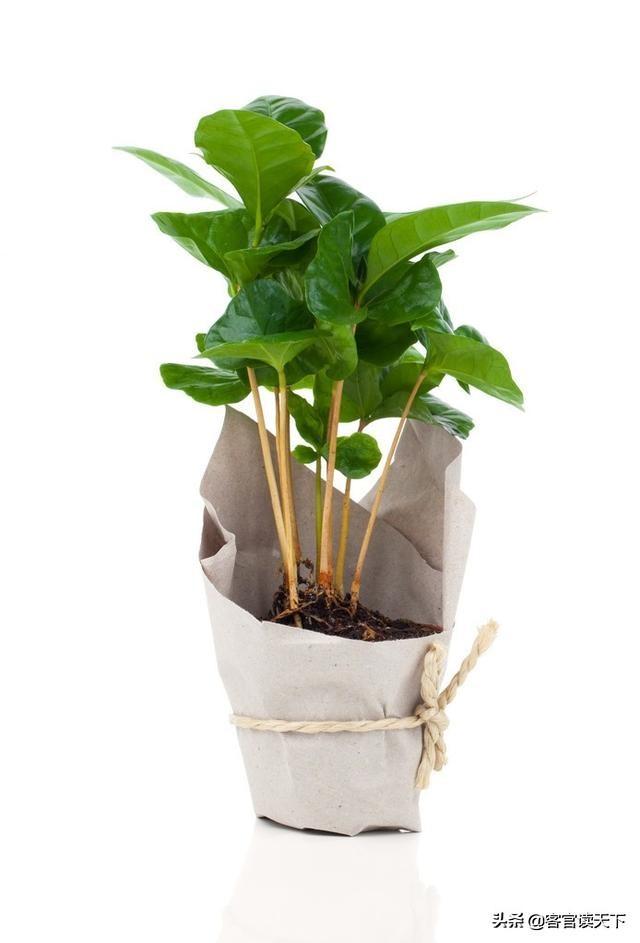 头条问答 - 咖啡豆盆景种植方法?(26个回答)