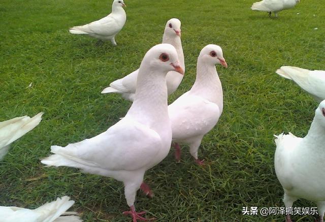 白玉鸟如何分辨公母:怎样辨别白色玄凤鹦鹉公母？