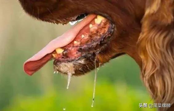 狂犬病症状有眼睛发红吗:有狂犬病的金毛犬，都有哪些症状？