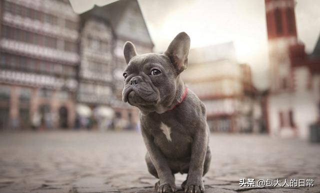 法国斗牛犬母很难养吗:养公狗与养母狗的区别在哪里？