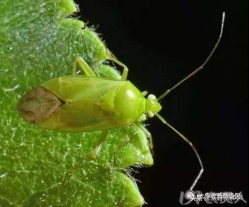 葡萄树的害虫有哪些:番茄上、葡萄叶子上的小黑虫是什么？有危害吗？