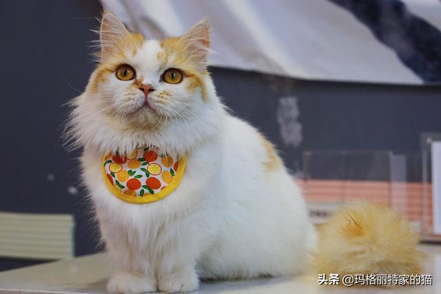 低端天然猫粮:有没有什么便宜点的猫粮推荐？