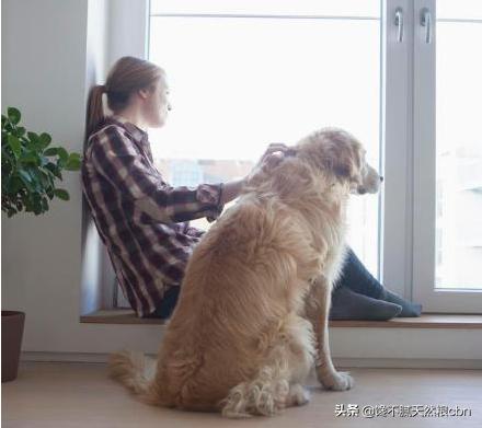好狗狗:想买个宠物狗，买公的还是母的合适？