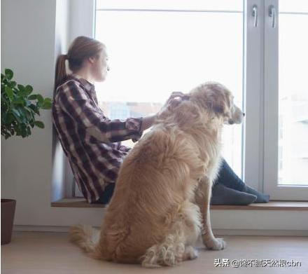 好狗狗:买狗狗花的钱多，就一定是好狗狗吗？