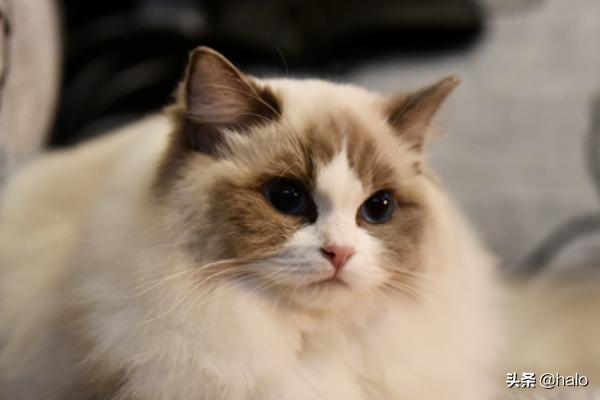 猫滴了驱虫药全身痒:猫咪身上痒怎么回事？什么原因？