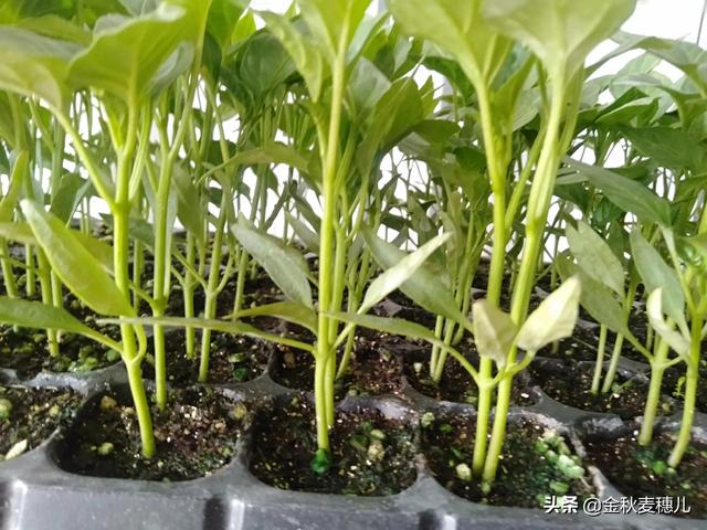 花又开好了专辑:为什么辣椒第一次开花不结果，第二次开花又结果？