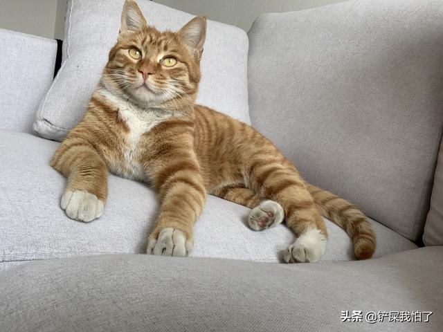 超萌猫猫动图:拥有一只可爱的橘猫是什么体验？