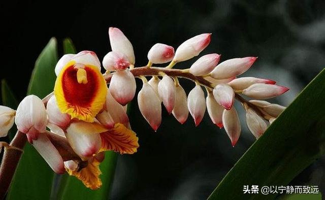 豆蔻街(“豆蔻”有何含义？女子13岁为何称“豆蔻年华”？