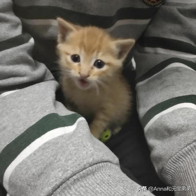猫咪脾气不好怎么办:家里的猫咪经常凶人怎么办？
