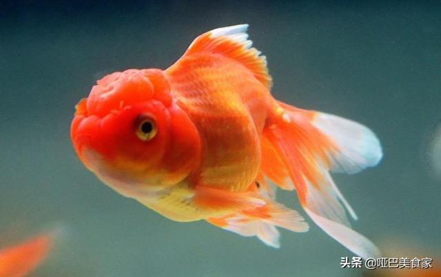 為什麼中國人幾乎什麼都吃，卻唯獨對金魚敬而遠之？