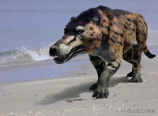 驴头狼真的存在吗，“驴头狼”已灭绝50万年，却又出现在神农架地区，这警示着什么