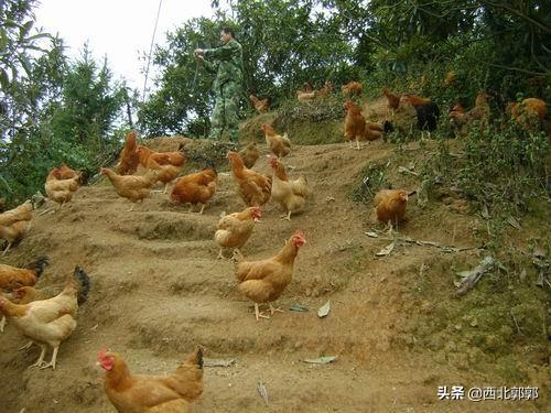 紫花苜蓿草喂鸡:农村大力发展养殖业，养猪牛羊，鸡鸭鹅，养哪种家禽致富最快？