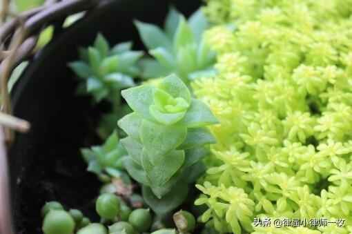 莫丝水草需要水草泥吗:草缸用玄武岩做底沙可以吗？ 莫丝可以种水草泥上吗