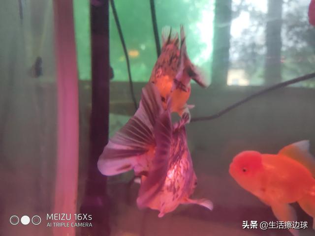 宠物鱼最好养活:请问大家什么鱼比较好养呢？