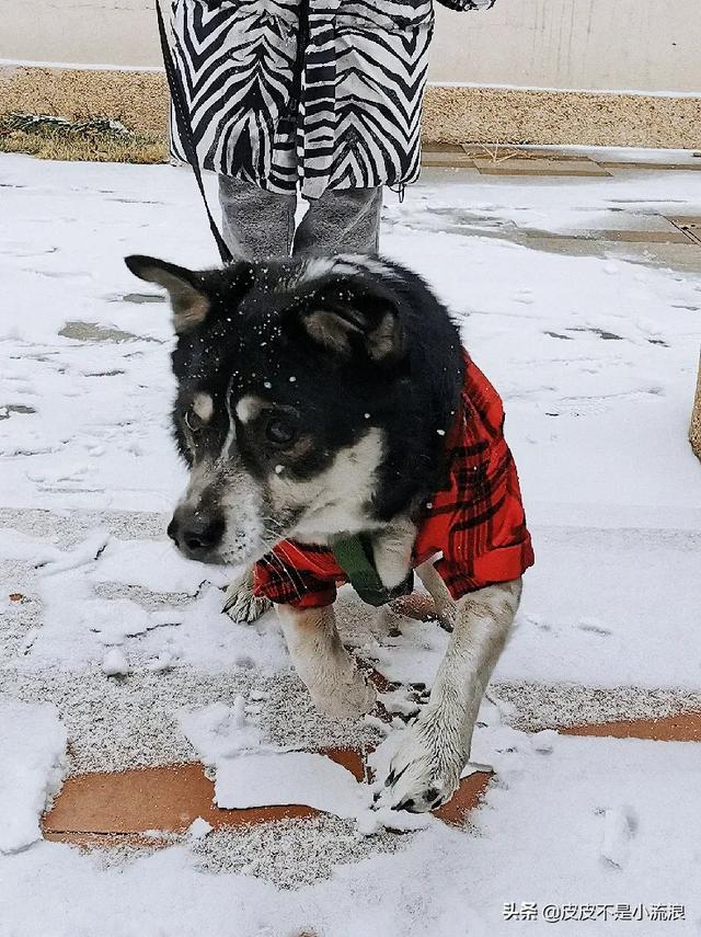 米格鲁犬遛弯能放狗绳吗:两个月的狗狗可以带它出去溜达吗？