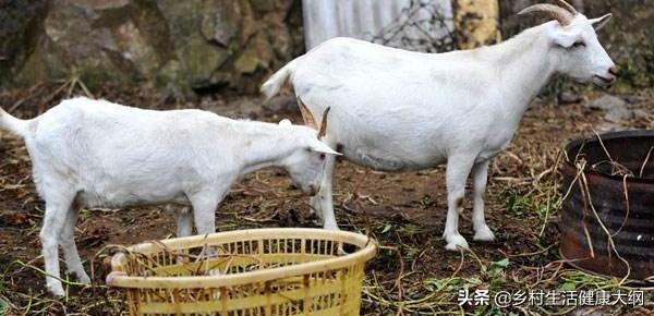 骨软骨病:骨软骨病是什么意思 、小狗得软骨病是什么症状？
