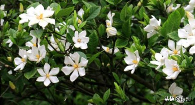 花叶万年青 有毒:花叶万年青有毒吗 养猫花瓶里不能插哪些花？