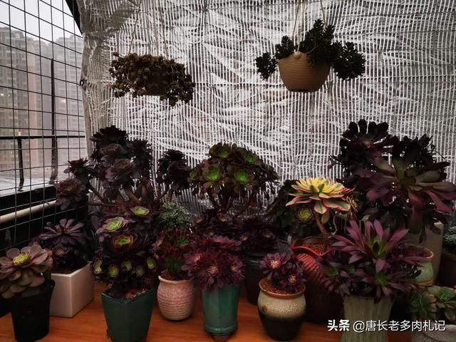 魔南景天夏季落叶怎么办:多肉植物法师如何度过炎炎夏日？