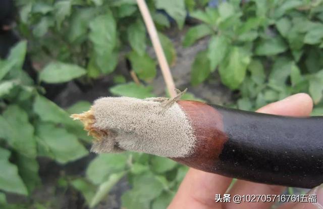 果实软腐病:猕猴桃果实软腐病 辣椒脐腐病是什么原因造成的？如何防治？