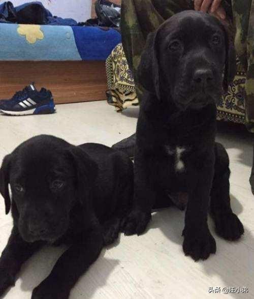 黑色纽芬兰犬:你见过最懒的狗狗有多懒？