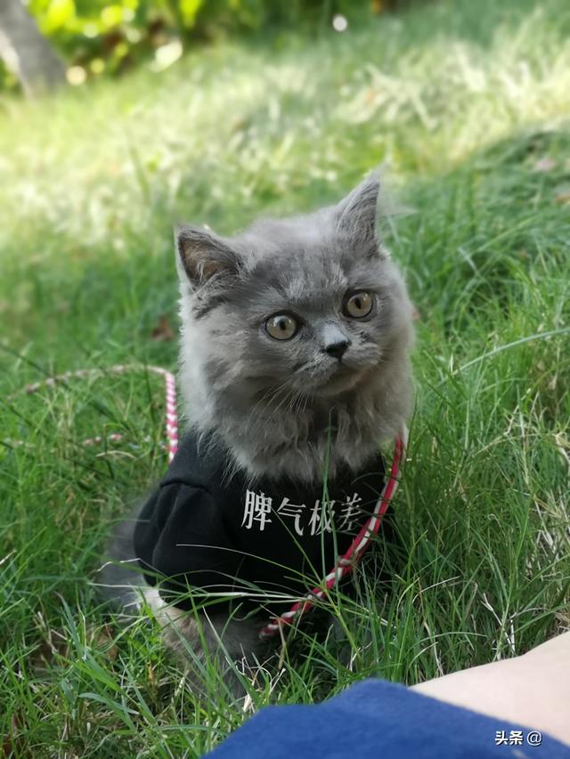 怎么确定猫认主人了咕噜咕噜:如何判断流浪猫是否想被抱回家？