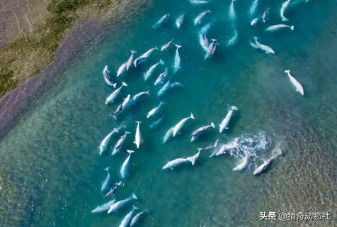 海中凶猛鱼类图片:鲨鱼吃白鲸么？白鲸这么温顺，打的过鲨鱼么？