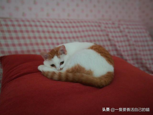 中国宠物网如何看出猫的发情:我家的猫咪最近总是五六点就叫，什么情况？