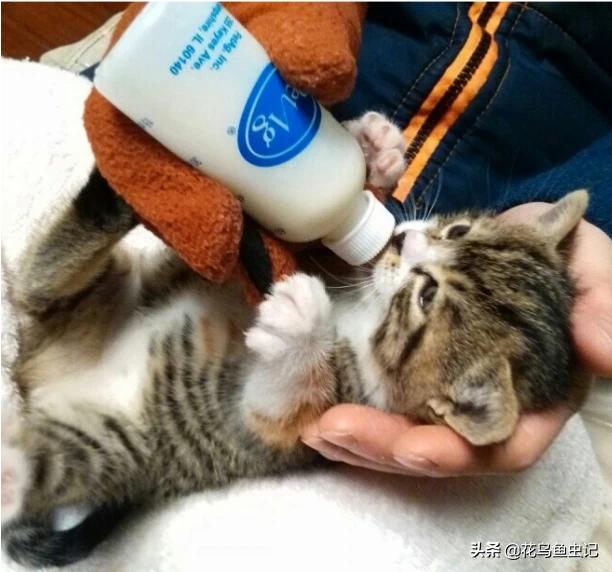 中国宠物医生网药品:猫狗等宠物真的不能喝牛奶吗？ 宠物医生免费宠物疾病咨询