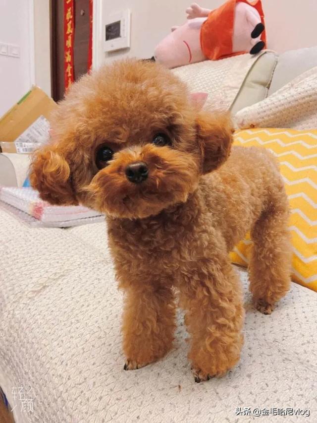 泰迪狗狗图片:泰迪犬活得很滋润，会有哪些表现？