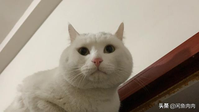 寻猫启示怎么打印:王珞丹的“寻鸭启事”，让多少人笑出了声儿？