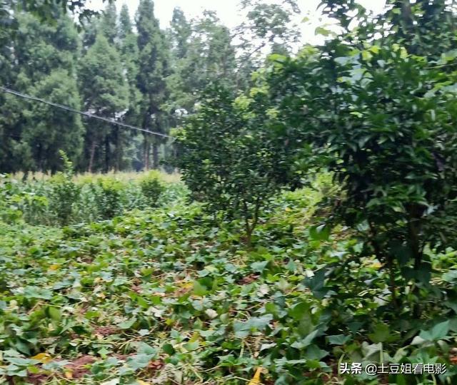 陈丽华前夫:你们身边有没有与来女士和许先生相似的家庭背景，他们过得怎样