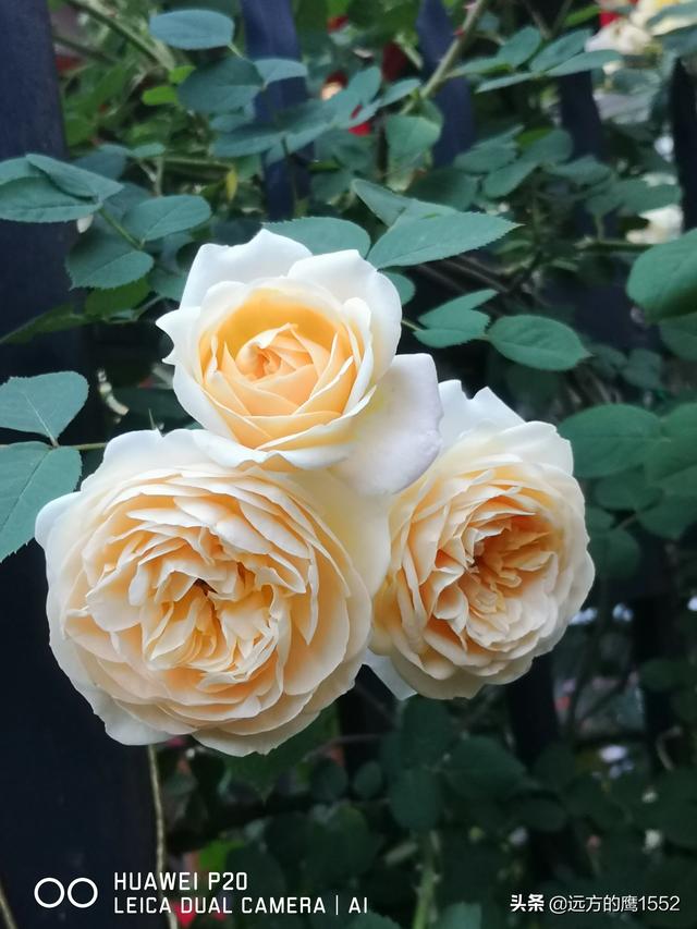 欧洲月季花品种介绍:月季花欧月品种介绍 养好欧月需要花多少时间和金钱？月季好养吗？