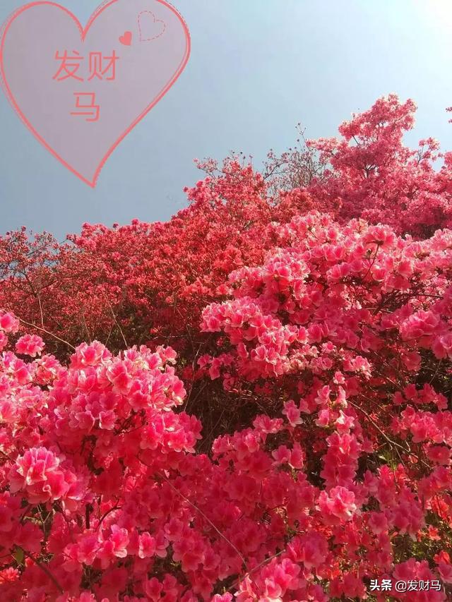 附红体病 治疗:临产母猪附红细胞体病怎么治疗？