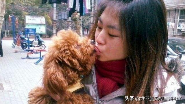 小狗视频表演:狗狗视频表演搞笑视频 狗全力奔跑时究竟能跑多快？