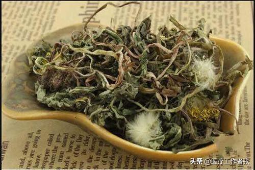 蒲公英泡水可以每天喝么?蒲公英泡水每天喝几杯好