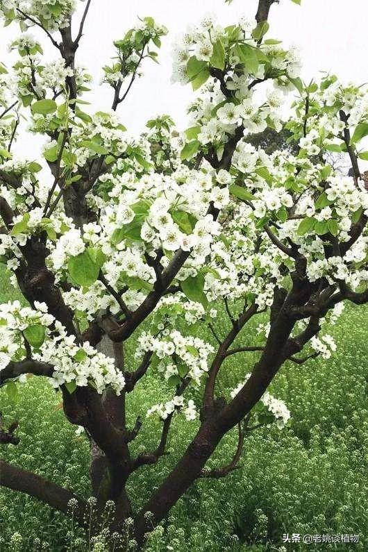 头条问答 - 梨树开花在什么时间?花期多长时间?