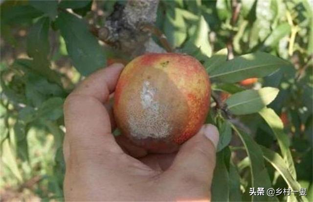 桃树炭疽病最佳防冶时间?_生活常识_小高教学网