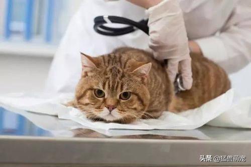 猫发情持续几天:闹猫一般持续多久啊？谢谢？