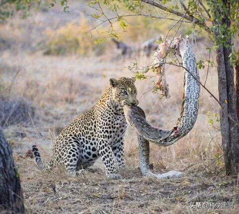 森蚺那样的动物,天敌是什么?