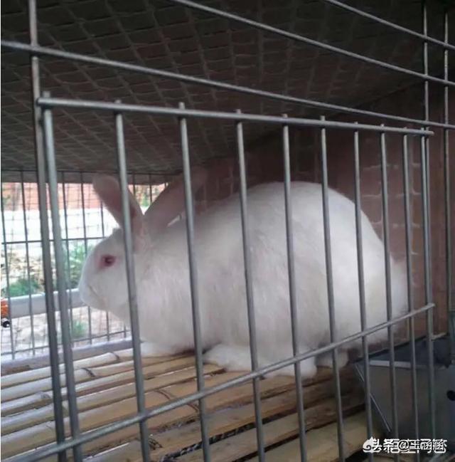 怎么养兔:4亩地的猪场，想改做养兔，如何规划？