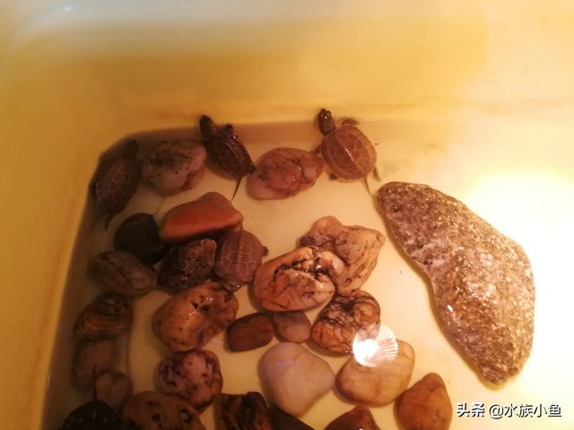 春天刚买的乌龟不吃食怎么办:新买的小乌龟不吃食，该怎么办？四只草龟、一只花龟？