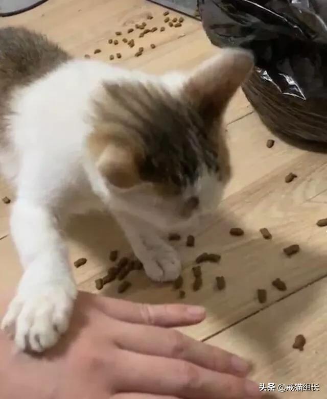 gimpet猫零食:有哪些性价比高的猫零食可以供奉给主子的？