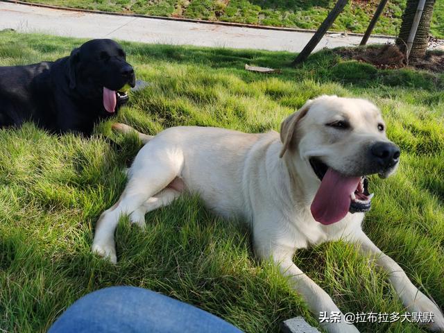 拉布拉多护卫犬:想养只护卫犬，什么品种好？