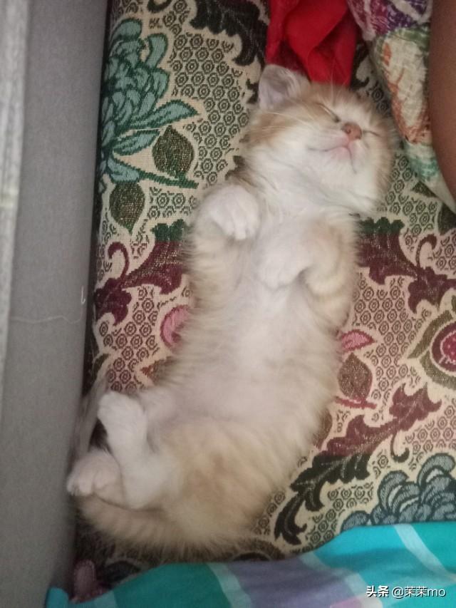 猫图片大全:养田园猫，你愿意花钱吗？