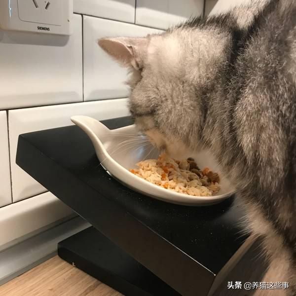 星际养猫指南百度网盘:如何低成本做一个自己的NAS？