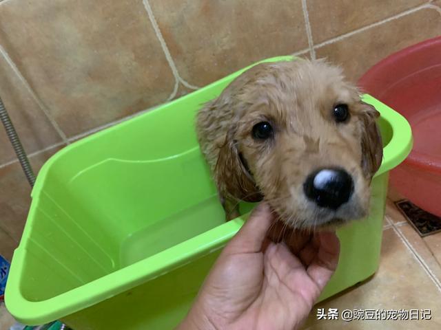 捡到一只流浪狗很爱喝水:路边捡了一只狗狗，要不要留？