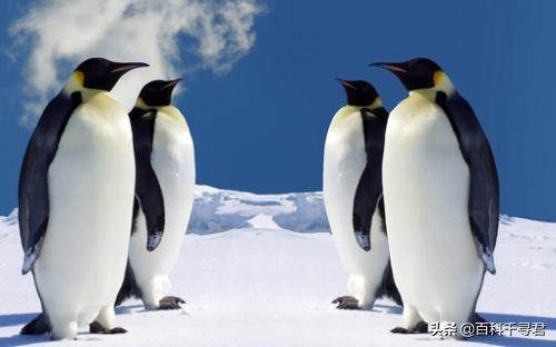 南极鸟类:为什么北极没有北极企鹅，南极没有南极熊？