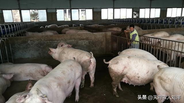 母猪肠胃炎最佳治疗方法:造成母猪子宫炎的原因和治疗方法有哪些？