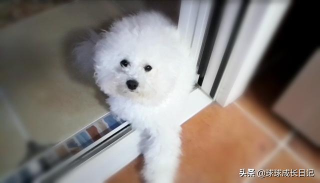 智商最高的狗狗都是哪些？